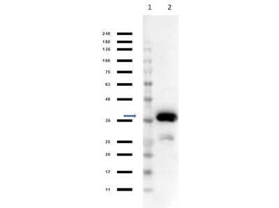 Western Blot: MDH1 Antibody [HRP] [NB100-2019] - Western Blot of Sheep MDH1 antibody [HRP]. Lane 1: Opal Prestained Molecular Weight Marker. Lane 2: MDH1 [0.05ug]. Primary Antibody: Anti-MDH1 HRP at 1:1000 for 1 hr at RT. Secondary Antibody: none. Blocking Buffer for 30mins at RT. Predicted MW: 30-35kDa. Exposure: 1sec.